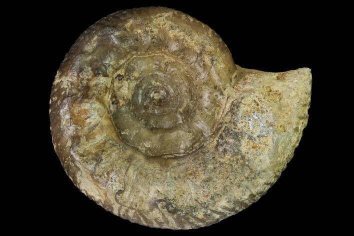 Bathonian Ammonite Fossil - France #152731